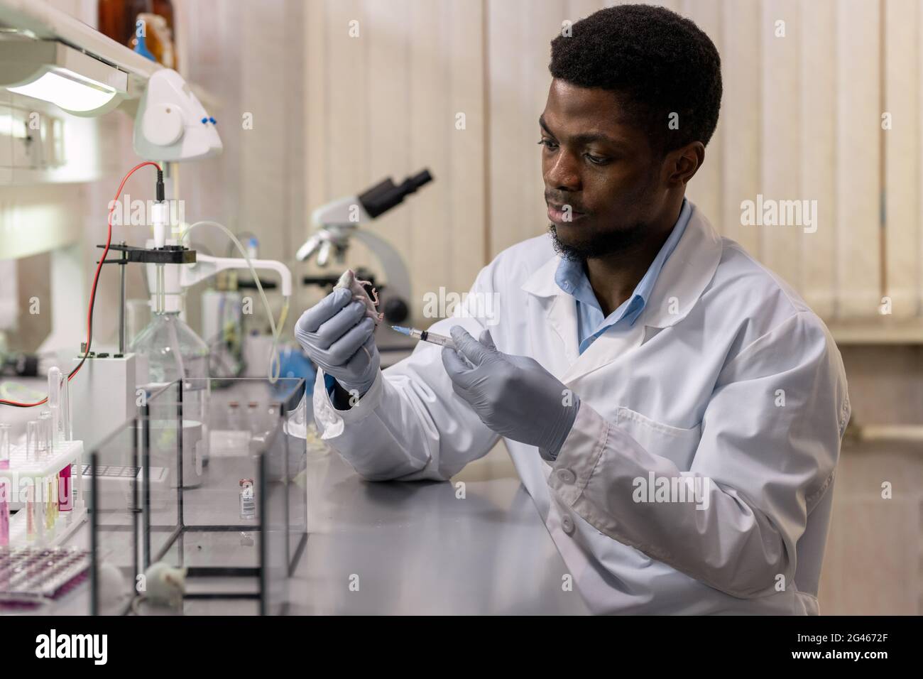 Junger Wissenschaftler der aricanischen Ethnie, der im chemischen Labor Injektionen zur Maus täte Stockfoto