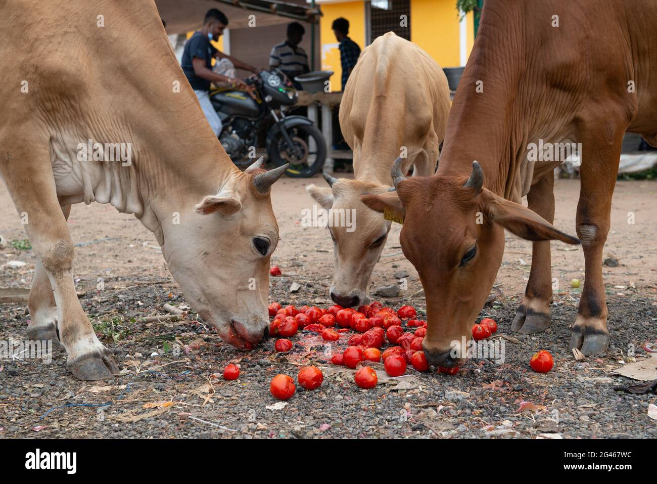 PONDICHERRY, INDIEN - Juni 2021: Kühe, die Tomaten fressen, werden auf einem Straßenmarkt weggeworfen. Stockfoto