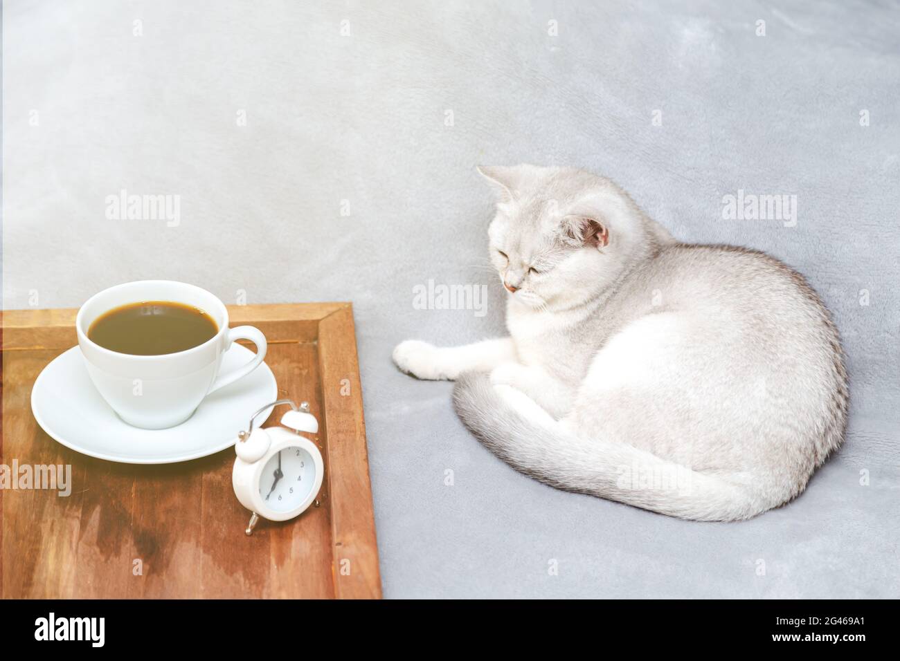 Faule weiße britische Katze schläft auf dem Bett. Neben dem Tablett mit einer Tasse Kaffee und Wecker. Am frühen Morgen. Selektiver Fokus. Stockfoto