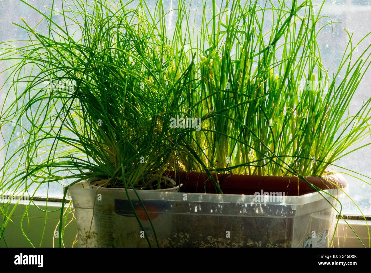 Allium schoenoprasum kulinarisches Kraut im Topf Windowsill Kräuter Topfpflanzen Kräuter wachsen Kräuter Stockfoto