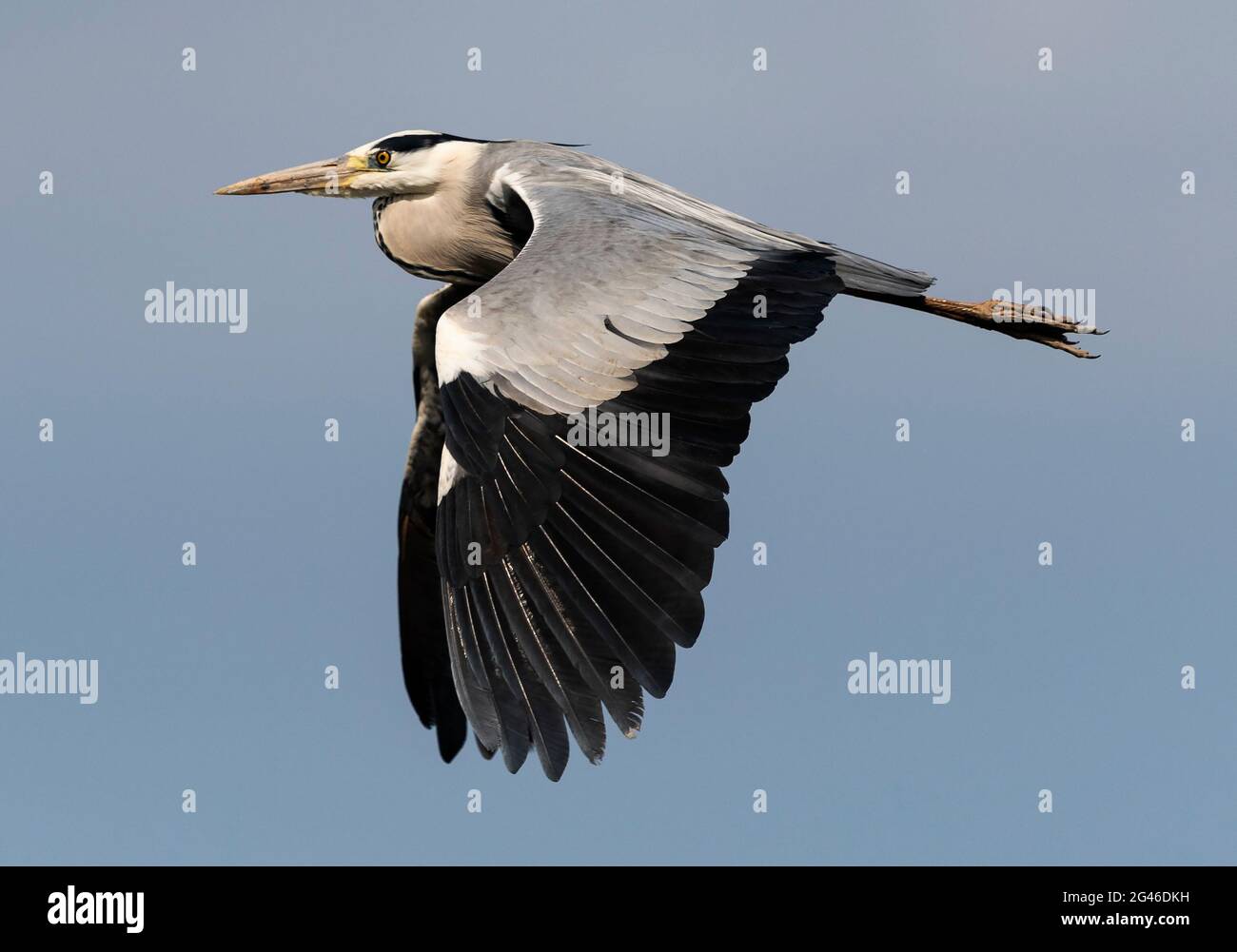 Das schöne Profil eines Graureiders, der im Sommer in Japan fliegt, Stockfoto