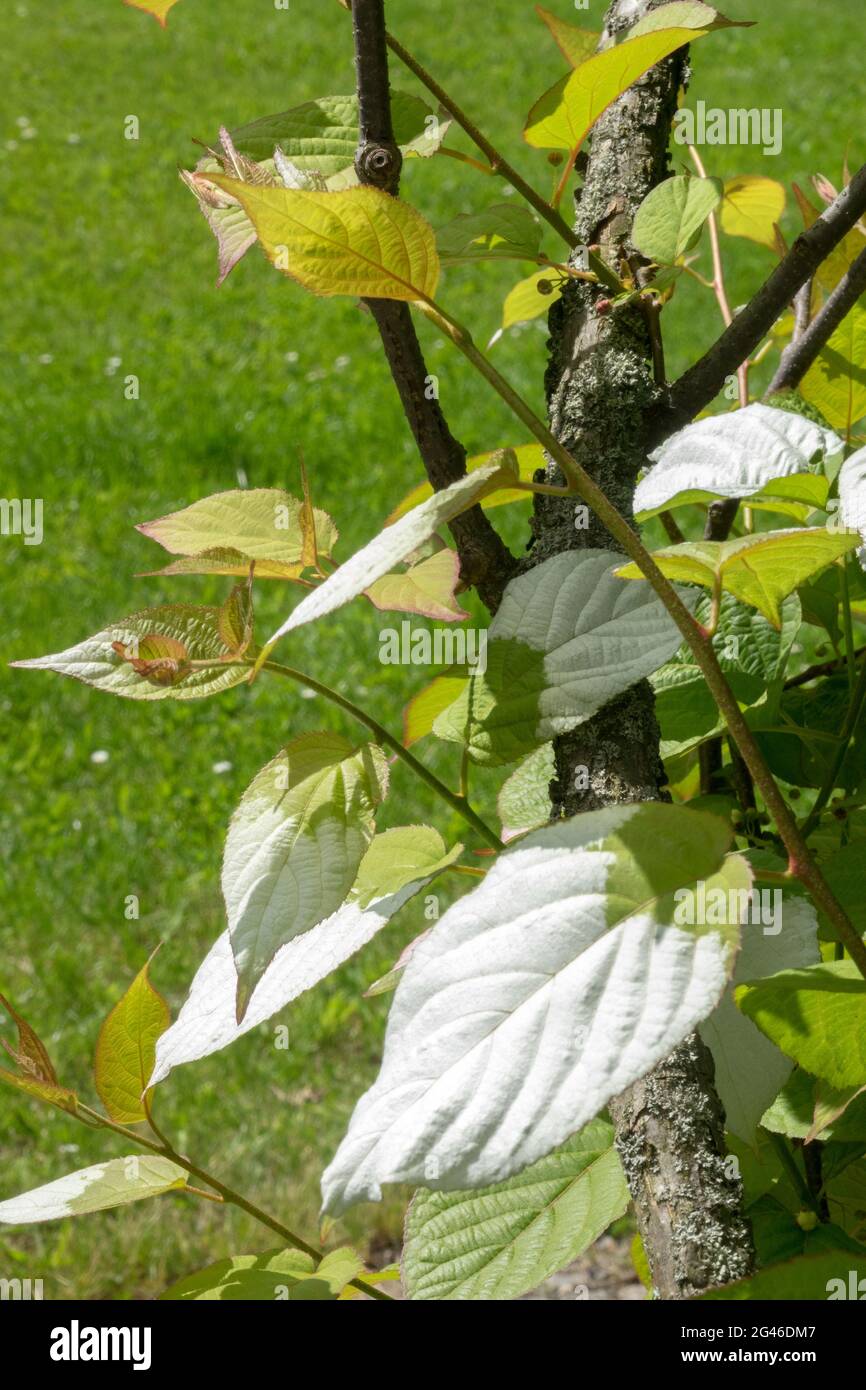 Actinidia maloides -Fotos und -Bildmaterial in hoher Auflösung – Alamy