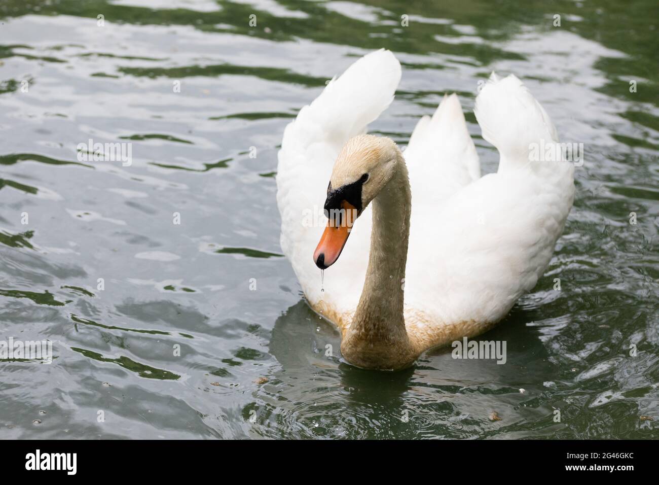 Chesterfield, Großbritannien. 19. Juni 2021. Nahaufnahme eines Schwans, der auf einem See im Kenning Park, Chesterfield, schwimmt. Die Prognose ist für Cloud & 16C den ganzen Tag und morgen. Kredit: Keith Larby/Alamy Live Nachrichten Stockfoto