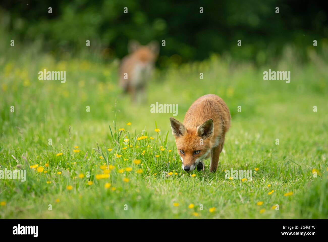 Rotfuchs, Vulpes vulpes, Sommerabend auf einer Oxfordshire-Wiese Stockfoto