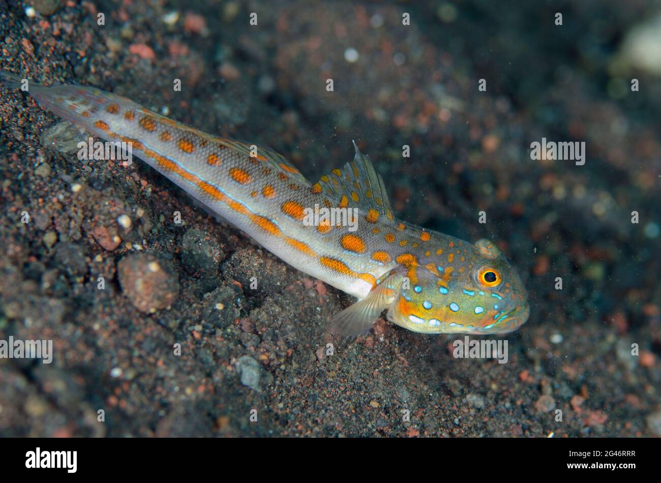 Orange gestrichelte Goby, Valenciennea puellaris, Melasti Tauchplatz, Seraya, Karangasem, Bali, Indonesien, Indischer Ozean Stockfoto