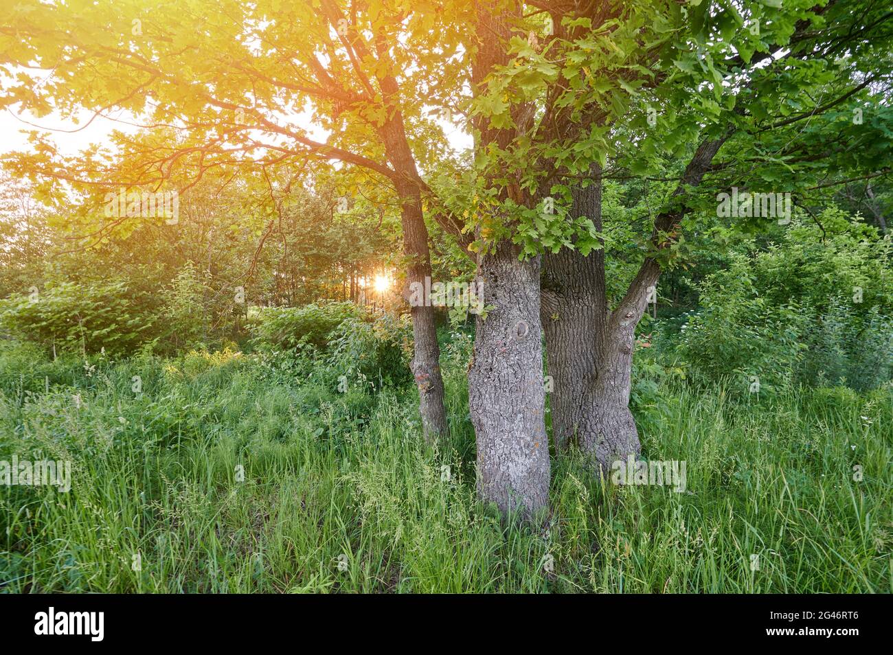 Morgenparkbaum im Morgensonnenaufgangslicht. Baum im grünen Rasen Stockfoto
