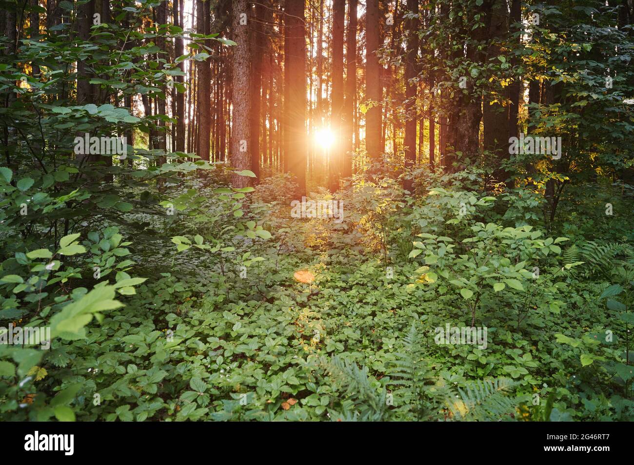 Sonnenschein von der Morgensonne durch Waldbäume. Natürlicher Öko-Hintergrund Stockfoto