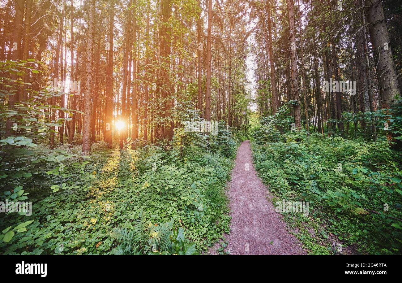 Pfad im Wald mit Sonnenstrahlen kommen durch Bäume Hintergrund Stockfoto