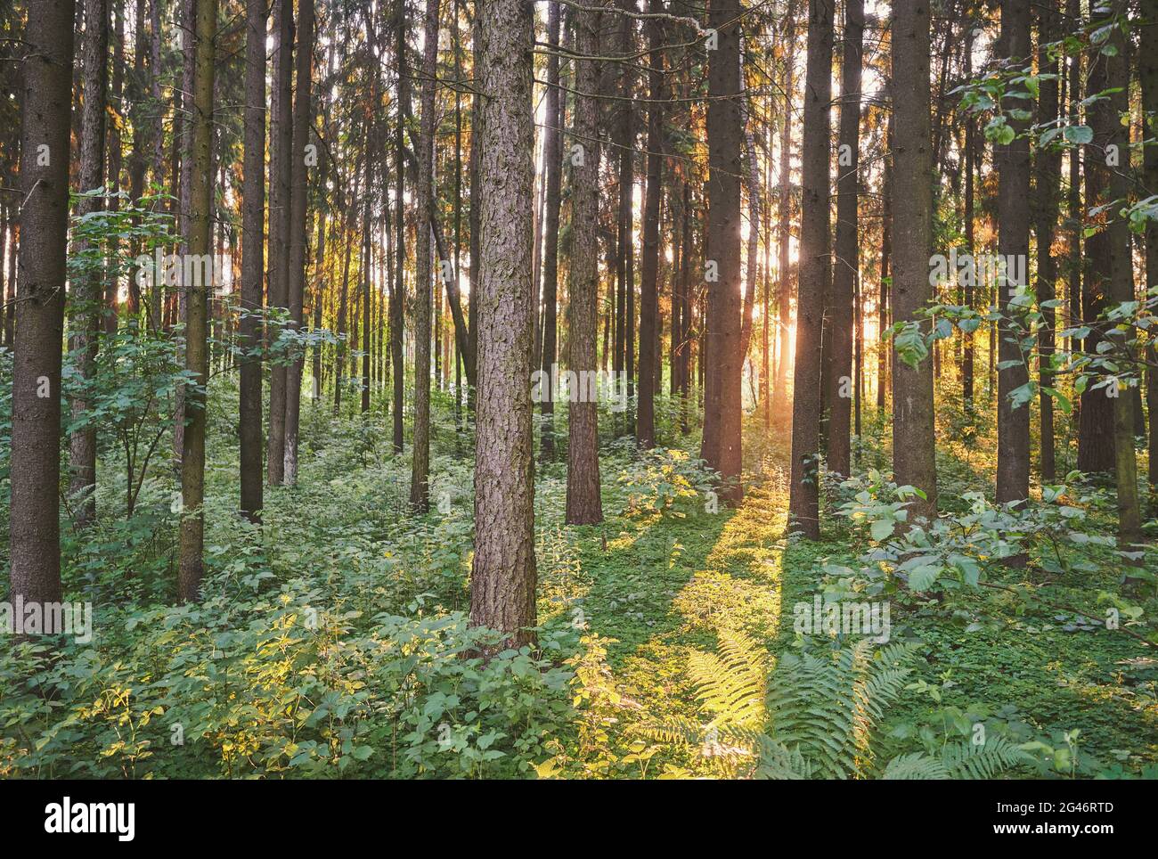 Wald am Morgen Sonnenaufgang Lichtstrahl Hintergrund. Naturprak-Motiv Stockfoto