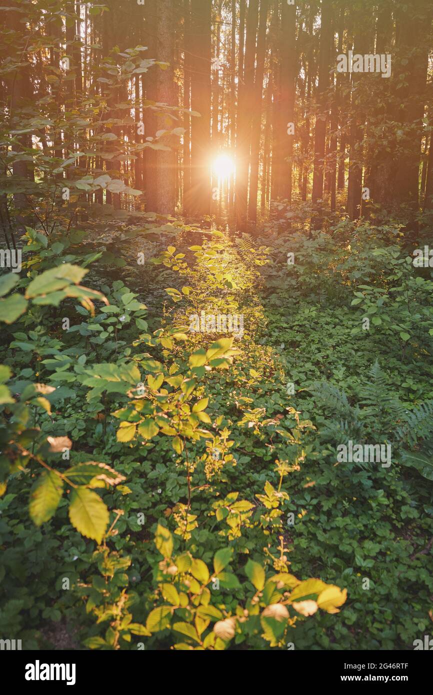 Sonnenstrahl kommt im Morgenlicht durch den Waldbaum Stockfoto