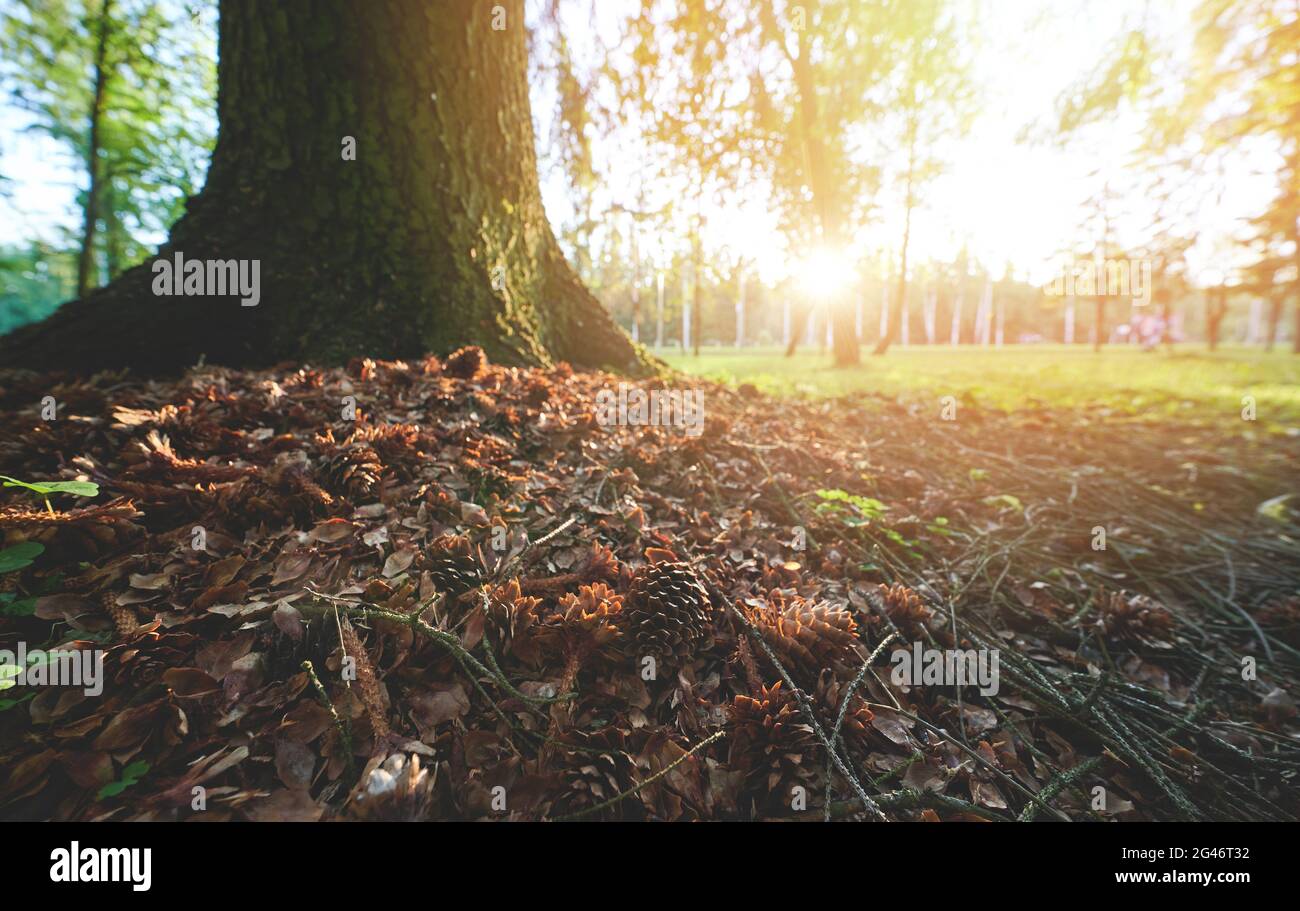 Trockene Blätter und Tannenzapfen neben dem Baum auf hellem sonnigen Hintergrund Stockfoto