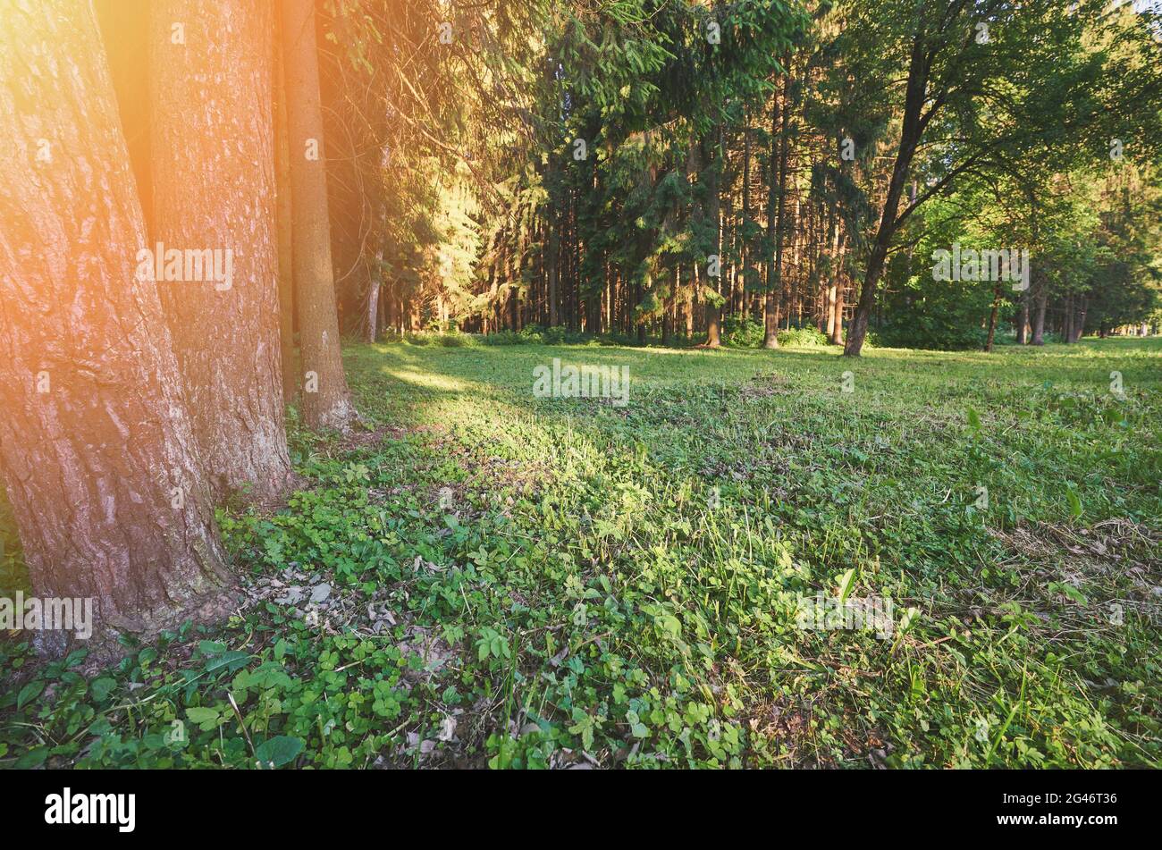 Rasen mit grünem Gras im Morgenwald mit Sonnenlicht Stockfoto