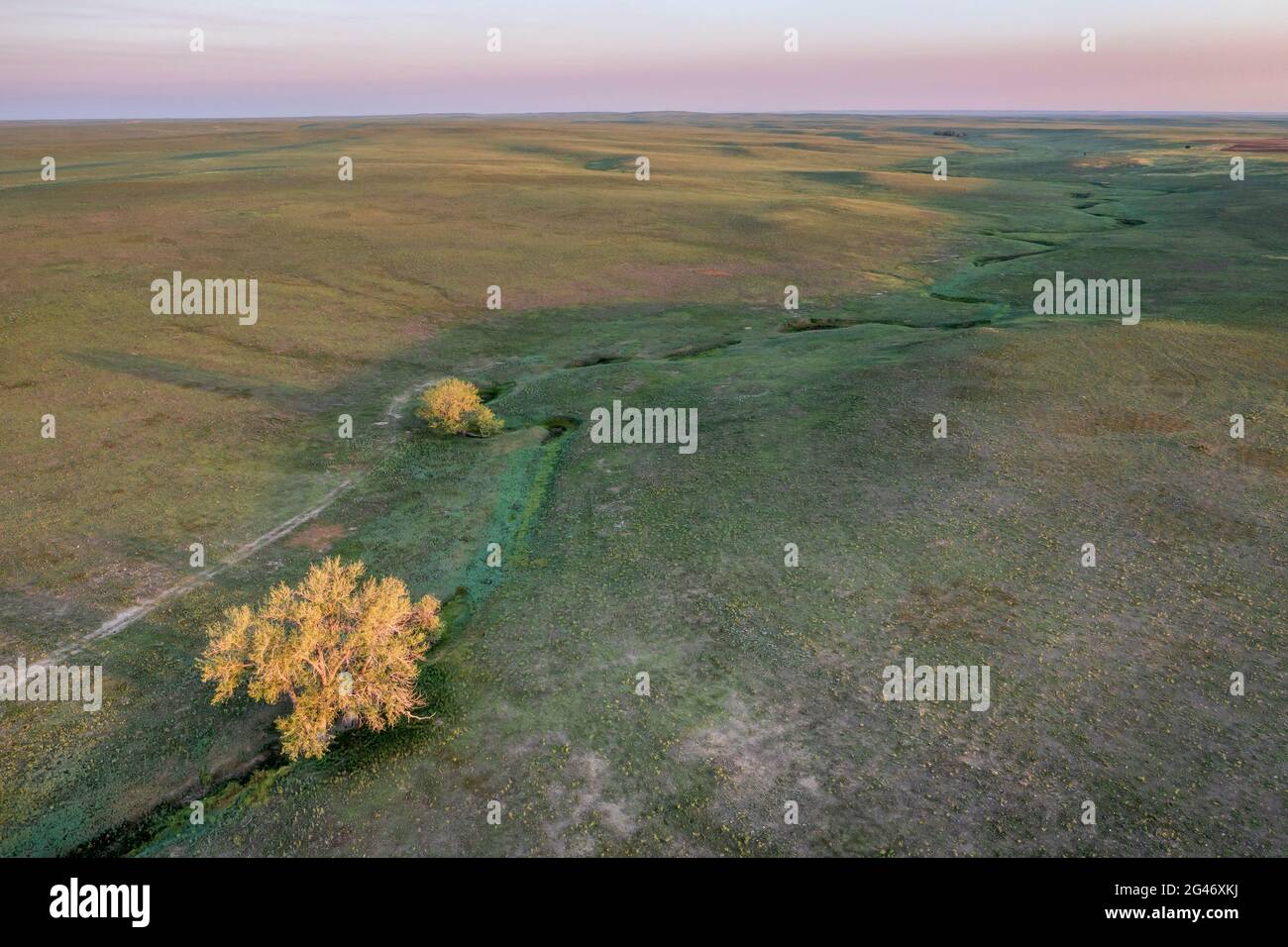 Einsame Bäume entlang eines saisonalen Baches in Shortgrass-Prärie, Pawnee National Grassland in Colorado, Luftaufnahme bei Sonnenaufgang Stockfoto