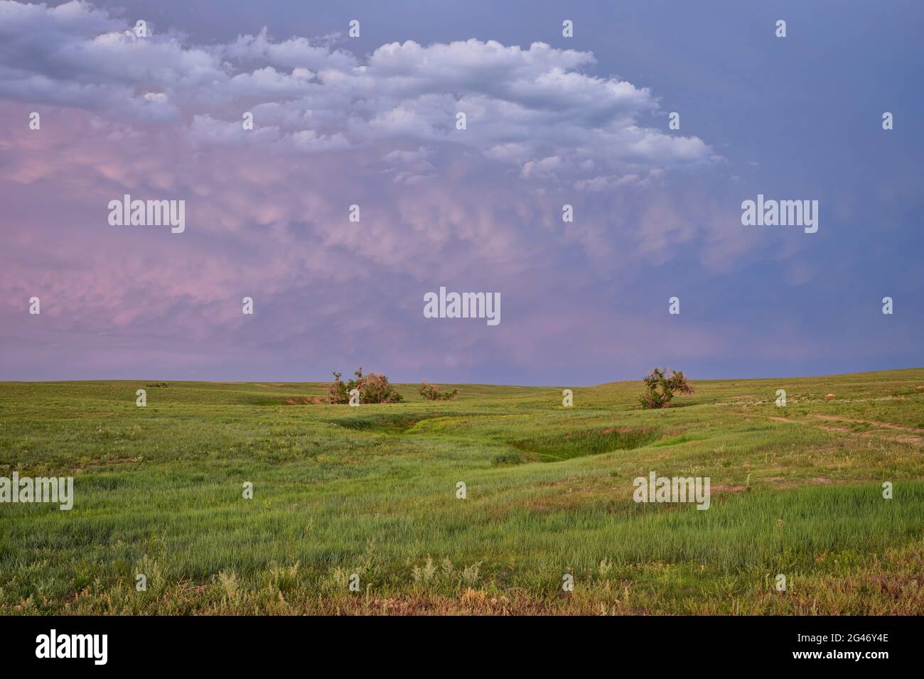 Abenddämmerung über grüner Prärie mit einsamen Bäumen entlang eines saisonalen Baches - Pawnee National Grassland in Colorado, Landschaft im späten Frühling oder Frühsommer Stockfoto