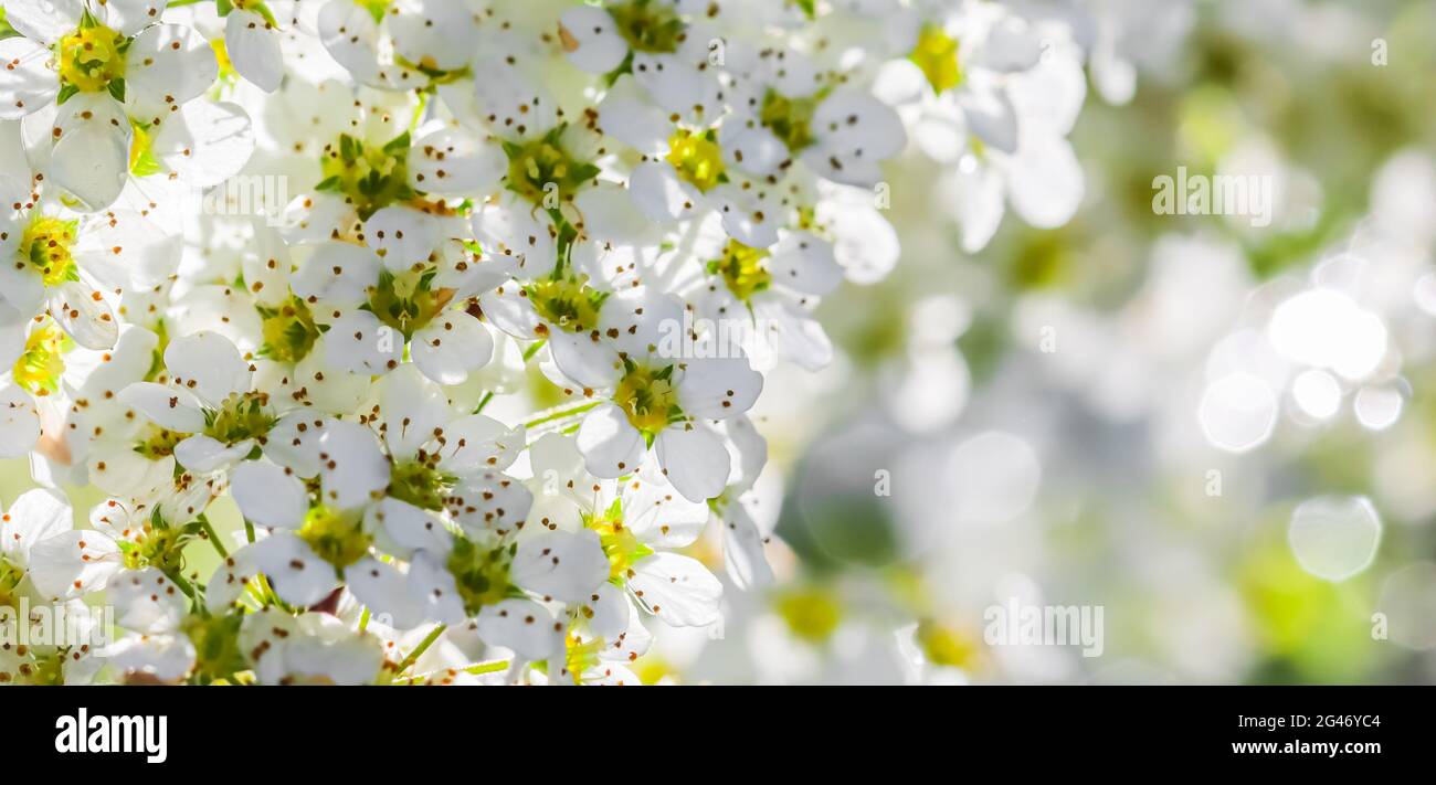 Weiße Blumen Thunberg Spirea im sonnigen Frühlingstag. Unscharfer Hintergrund Stockfoto