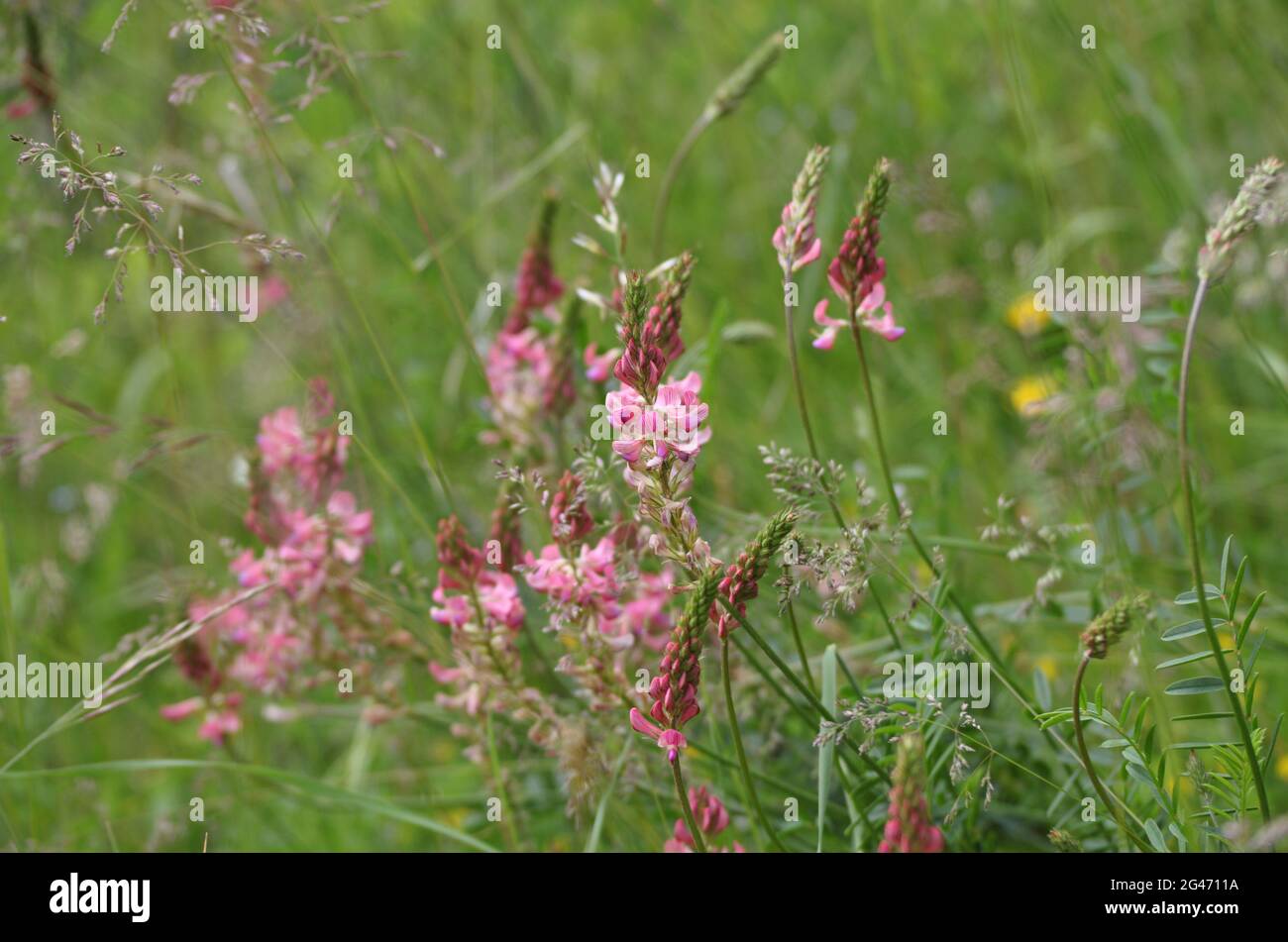 Wildblumen der Grands Causses, UNESCO-Biosphärenreservat, Causse Noir, Schluchten des Tarn und Jonte, Grands Causses, Standort von Okitania wird bald zur Grand Site von Frankreich ernannt Stockfoto