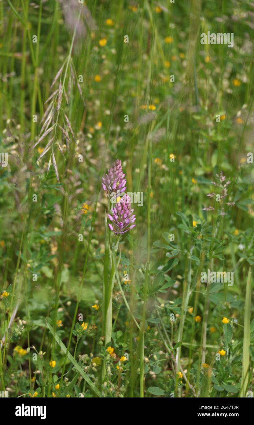 Wildblumen der Grands Causses, UNESCO-Biosphärenreservat, Schluchten des Tarn und Jonte, Grands Causses, Standort von Ozitanien wird bald zur Grand Site von Frankreich ernannt Stockfoto