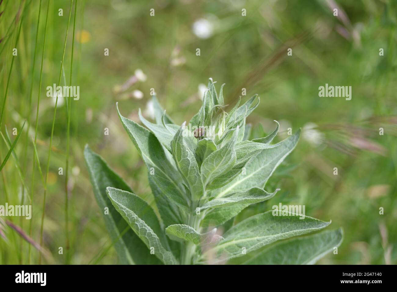 Wildblumen der Grands Causses, UNESCO-Biosphärenreservat, Schluchten des Tarn und Jonte, Grands Causses, Standort von Ozitanien wird bald zur Grand Site von Frankreich ernannt Stockfoto