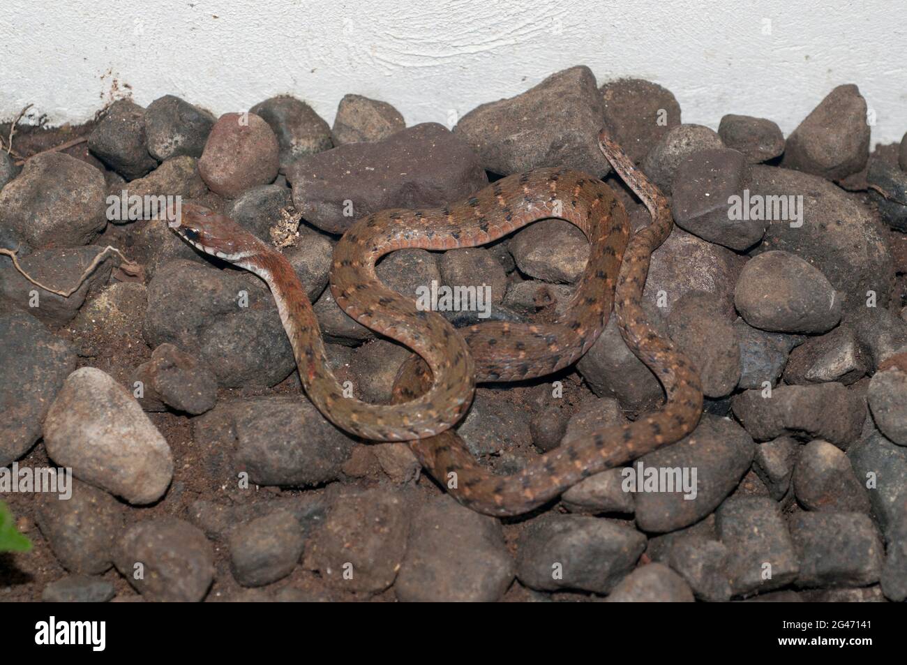 Specklebely Keelback Snake, Rhabdophis chrysargos, Klungkung, Bali, Indonesien Stockfoto