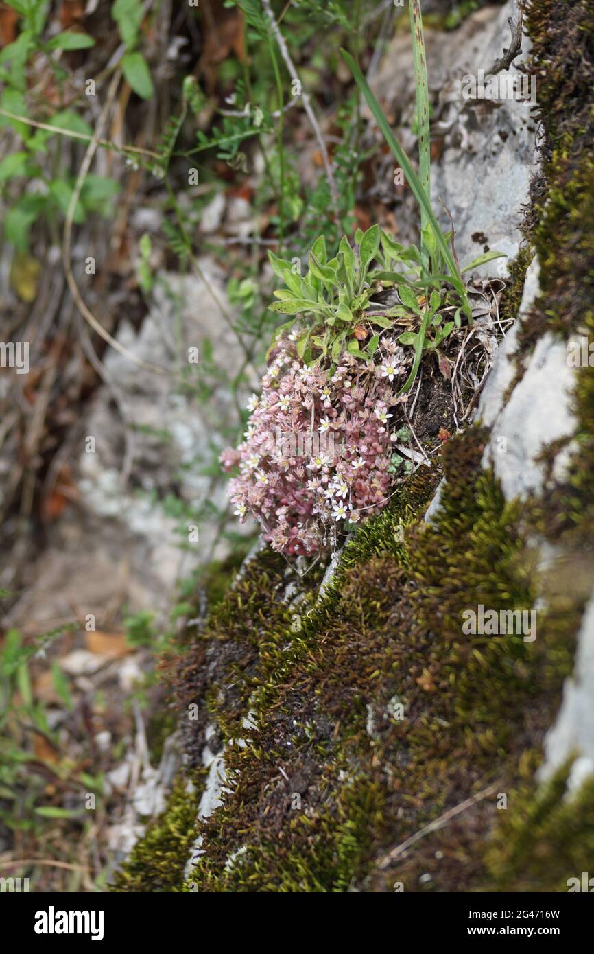 Wildblumen der Grands Causses, UNESCO-Biosphärenreservat, Schluchten des Tarn und Jonte, Grands Causses, Standort von Ozitanien wird bald zur Grand Site von Frankreich ernannt Stockfoto