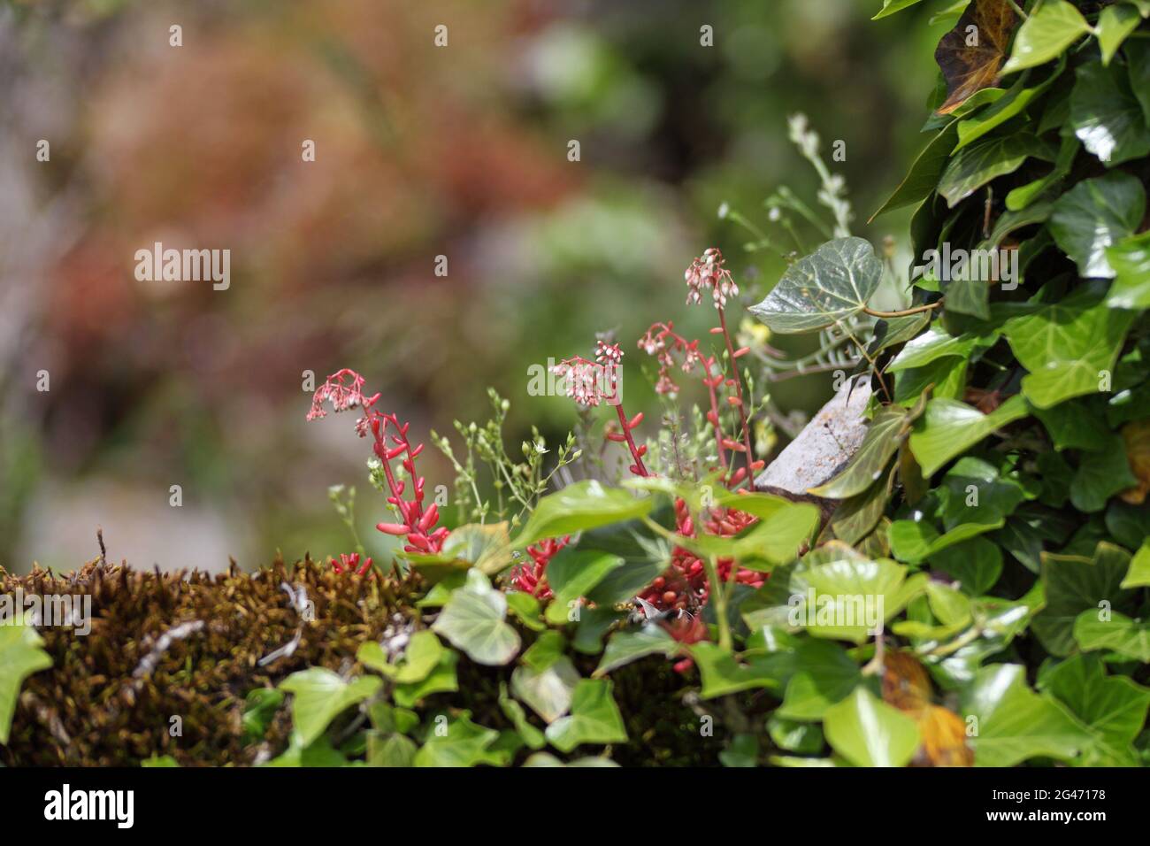 Wildblumen der Grands Causses, UNESCO-Biosphärenreservat, Schluchten des Tarn und Jonte, Standort von Ozitanien wird bald zum Grand Site von Frankreich ernannt Stockfoto