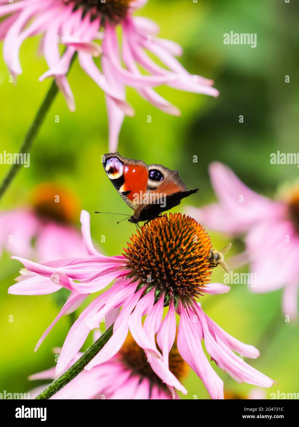 Wunderschön gefärbter europäischer Pfauenschmetterling (Inachis io, Aglais io) und eine Biene auf einer violetten Echinacea-Blüte im sonnigen Garten. Stockfoto