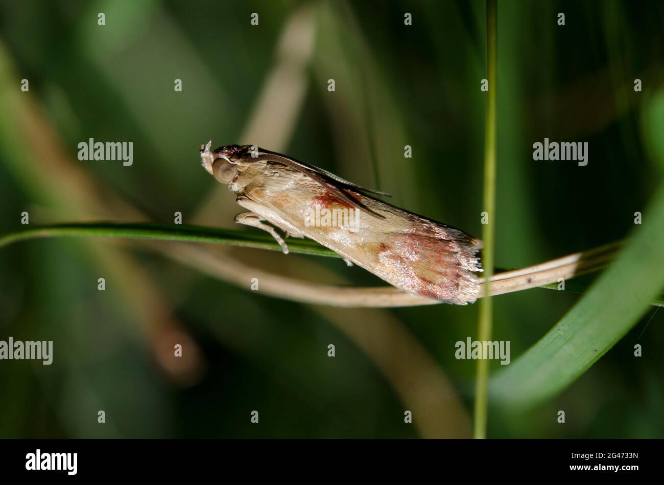 Schnauzmot, Unterfamilie Phycitinae, auf Blatt, Saba, Bali, Indonesien Stockfoto