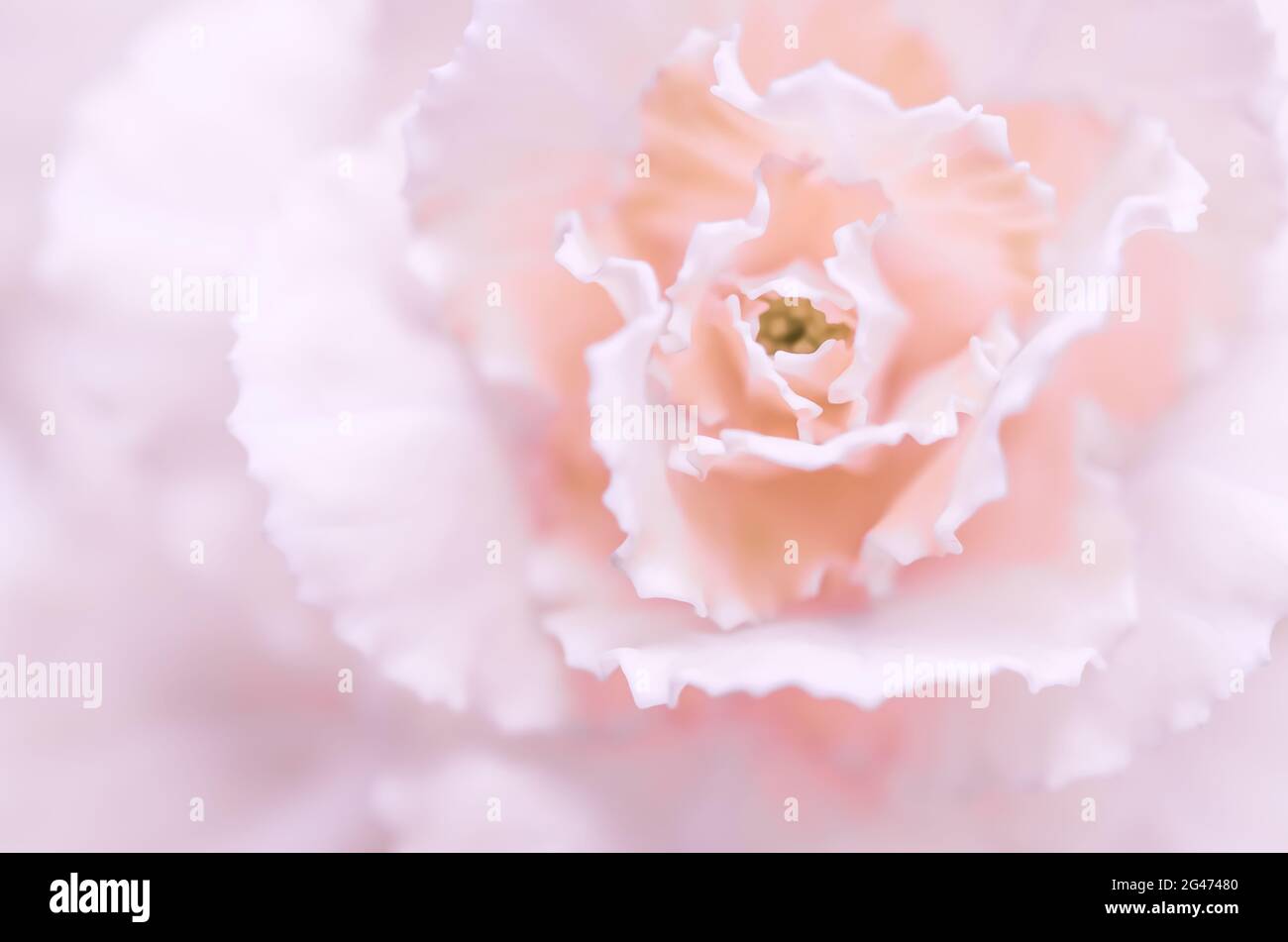 Abstrakter floraler Hintergrund, blassrosa Nelkenblume. Makro Blumen Hintergrund für Urlaub Marke Design Stockfoto