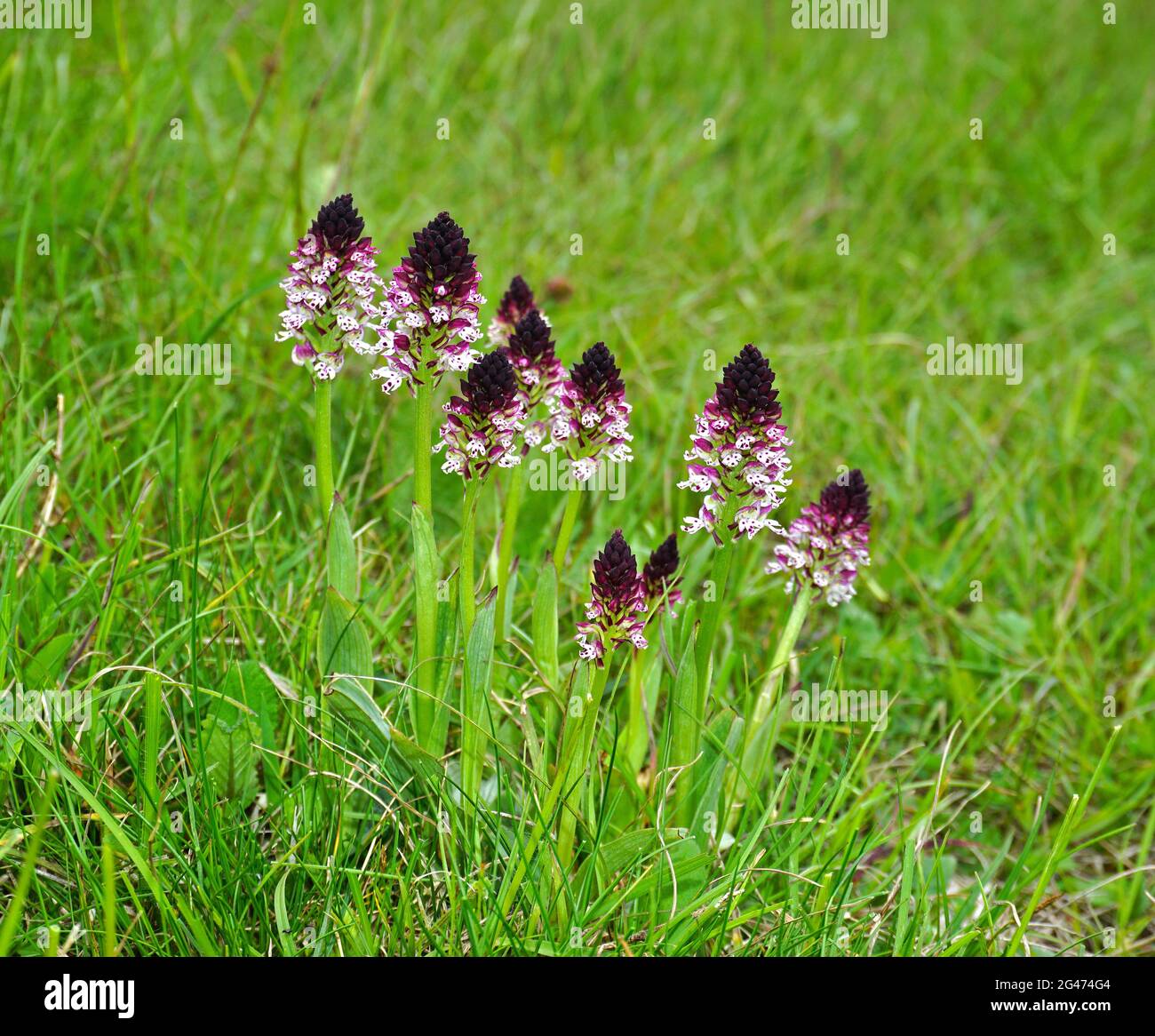 Verbrannte Orchidee, Burnt-Tip-Orchidee, Zwergorchidee, dunkel-geflügelte orchis, Stockfoto