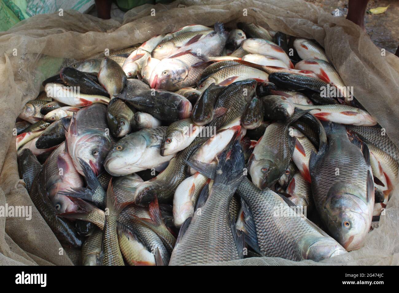 Frisch geernteter Rohu-Karpfenfisch aus der Nähe zum Verkauf Stockfoto