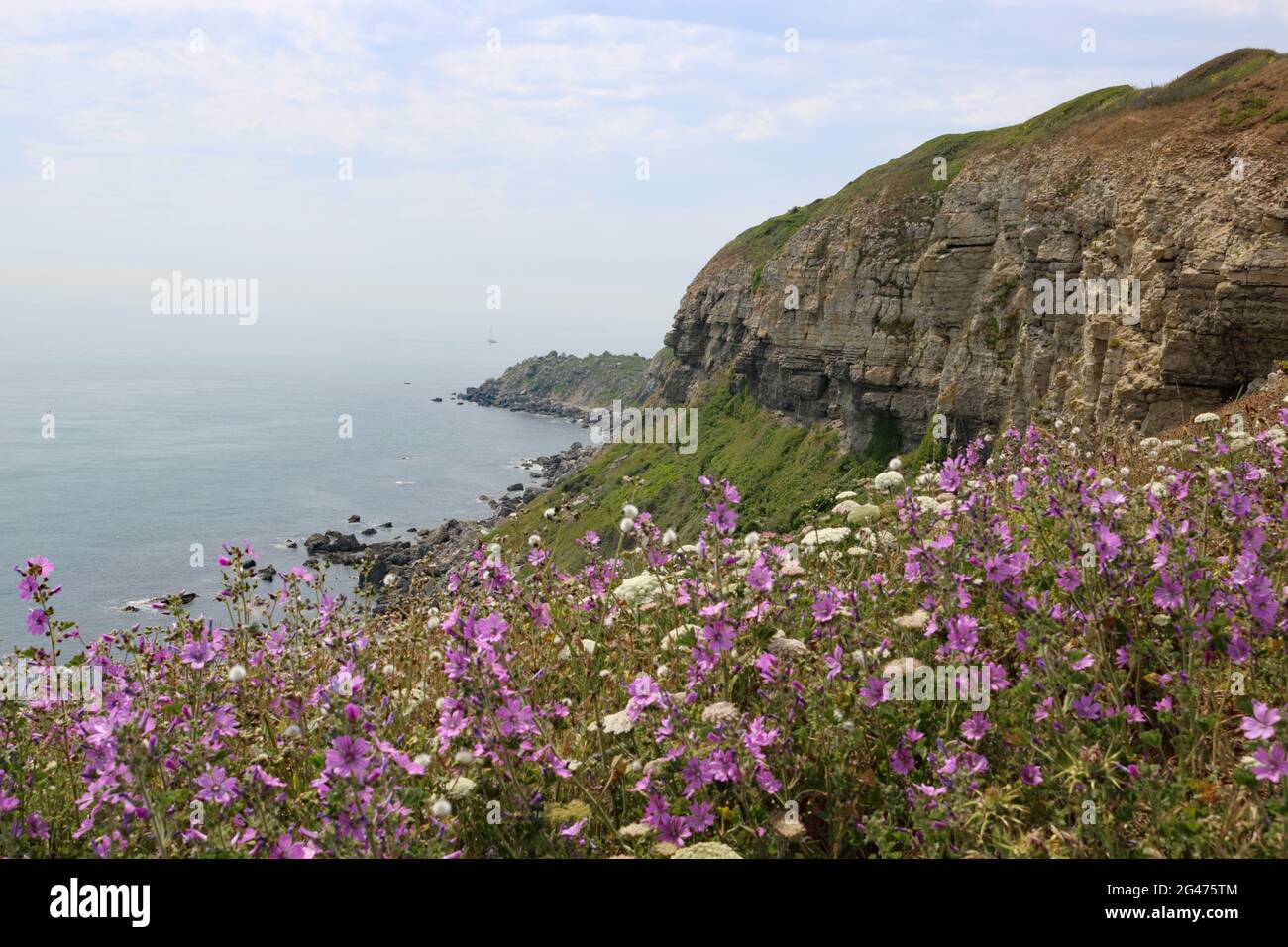 Wildblumen wachsen in St. Aldhem's Head, Isle of Purbeck, Dorset, England, Großbritannien Stockfoto