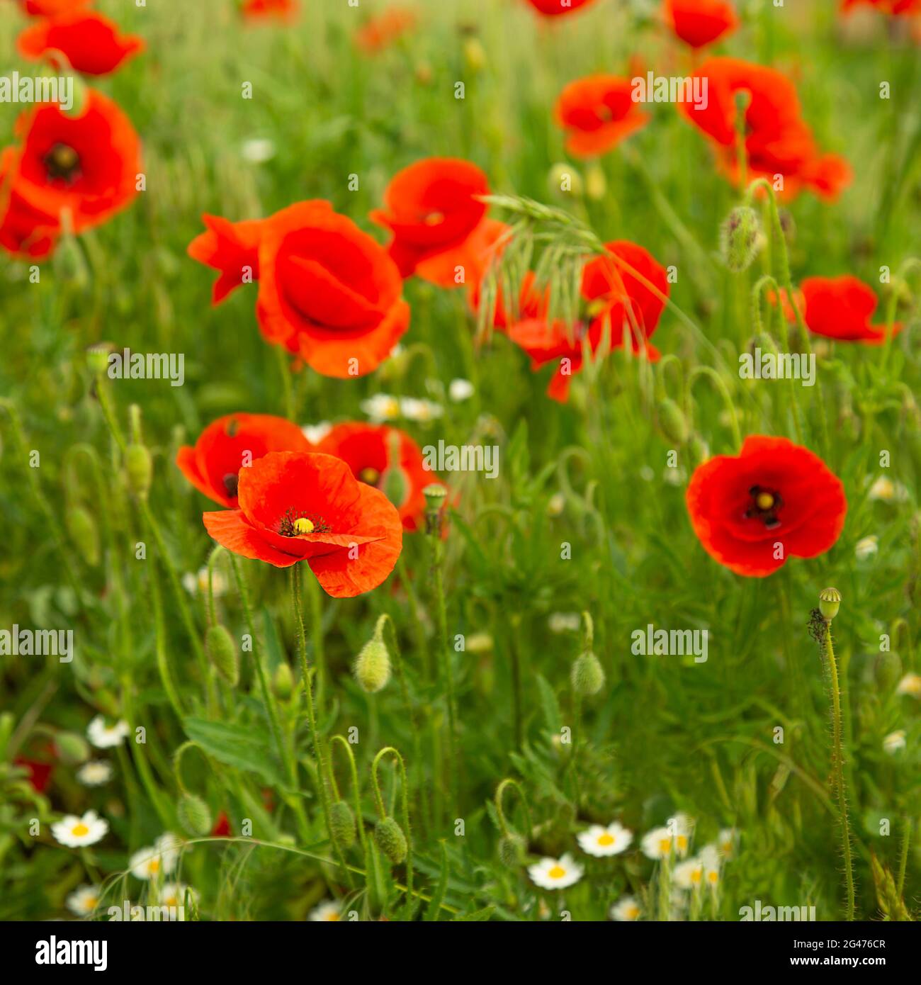 Viele Mohnblumen blühen auf dem Feld. Rote Mohnblumen wachsen und blühen im grünen Gras. Natur außerhalb der Stadt. Stockfoto