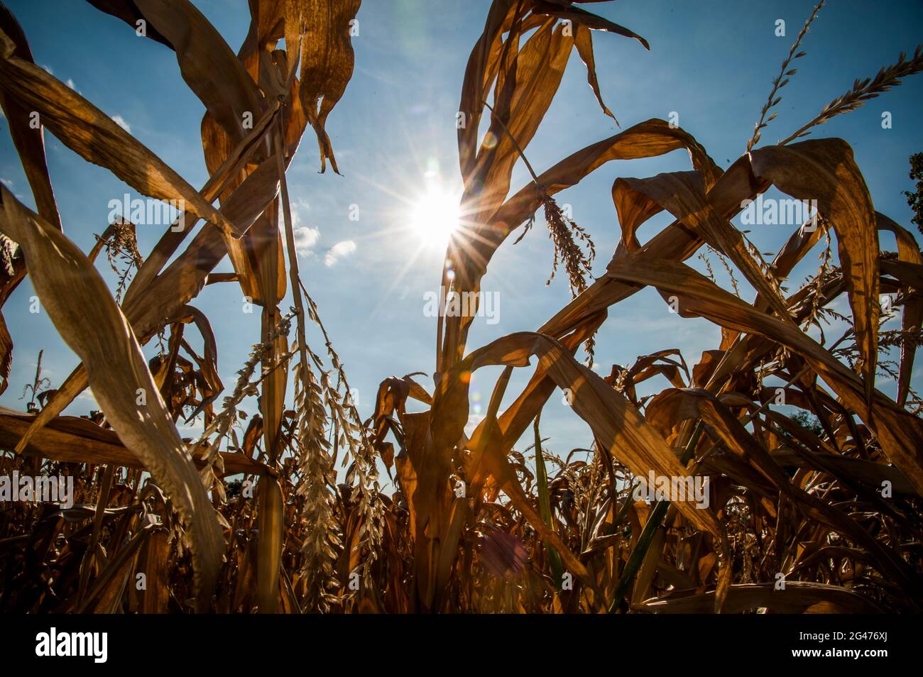 Trockenheit, Dürre. Maisfeld im Hamburger Osten leidet unter anhaltender Trockenheit. Stockfoto