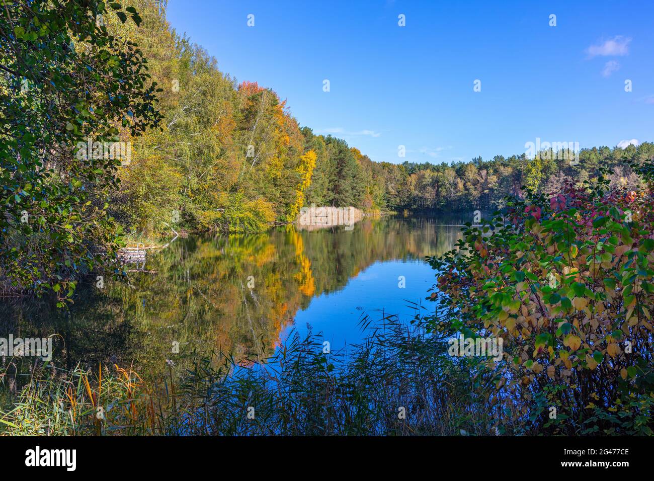 Brandenburg, Barnim, Marienwerder - ruhiger Waldsee - Berliner Umland, Teich Stockfoto