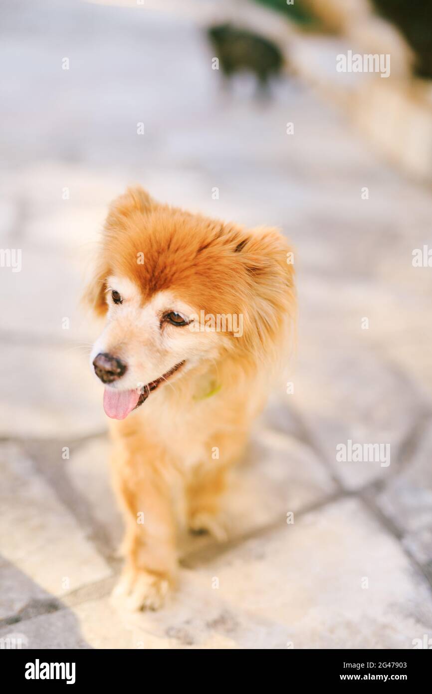 Nahaufnahme eines kleinen Ingwer-Hundes auf einer grauen Textur mit geringer Schärfentiefe. Stockfoto