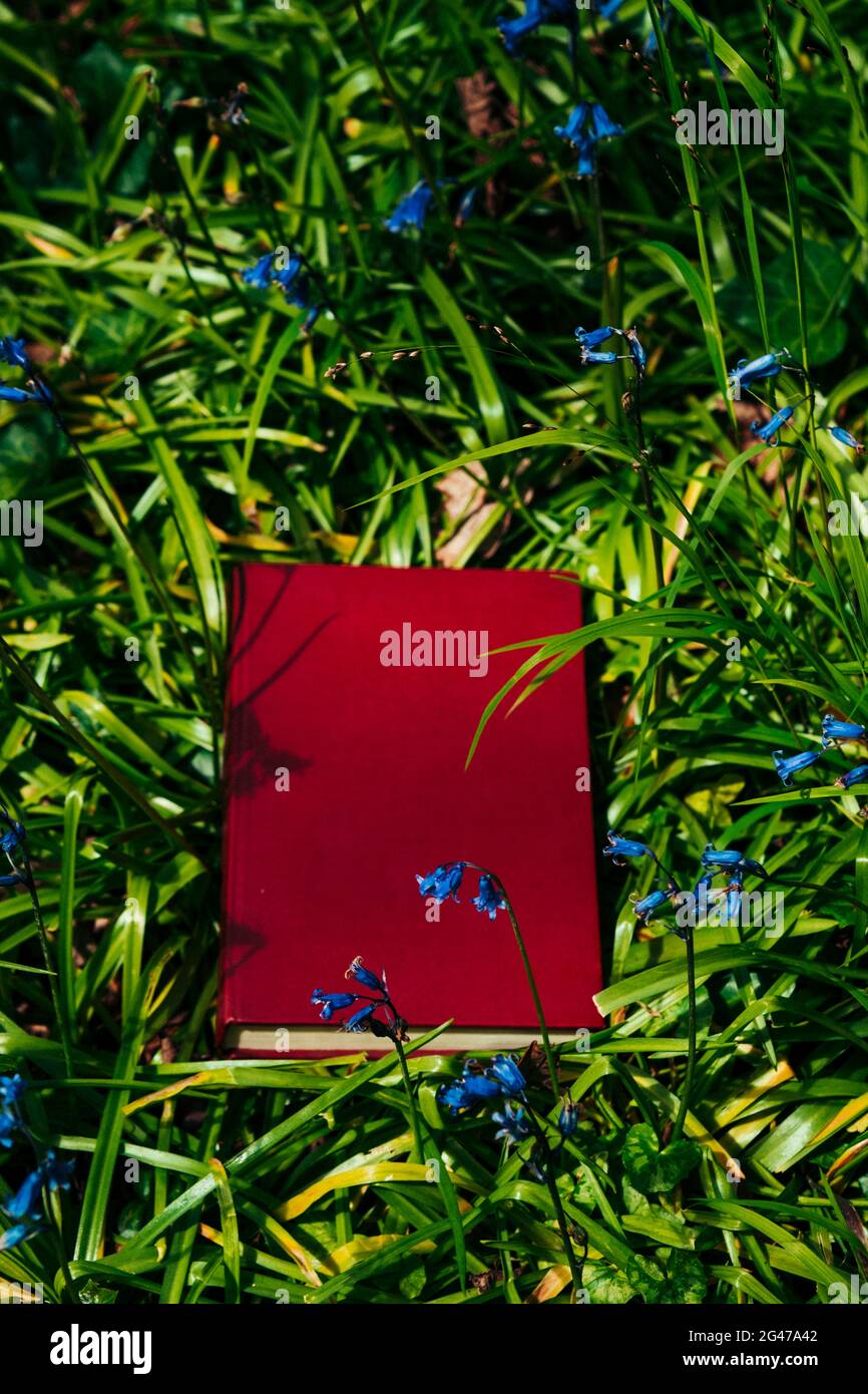 Geschlossenes Buch in einem bluebell Wald Stockfoto