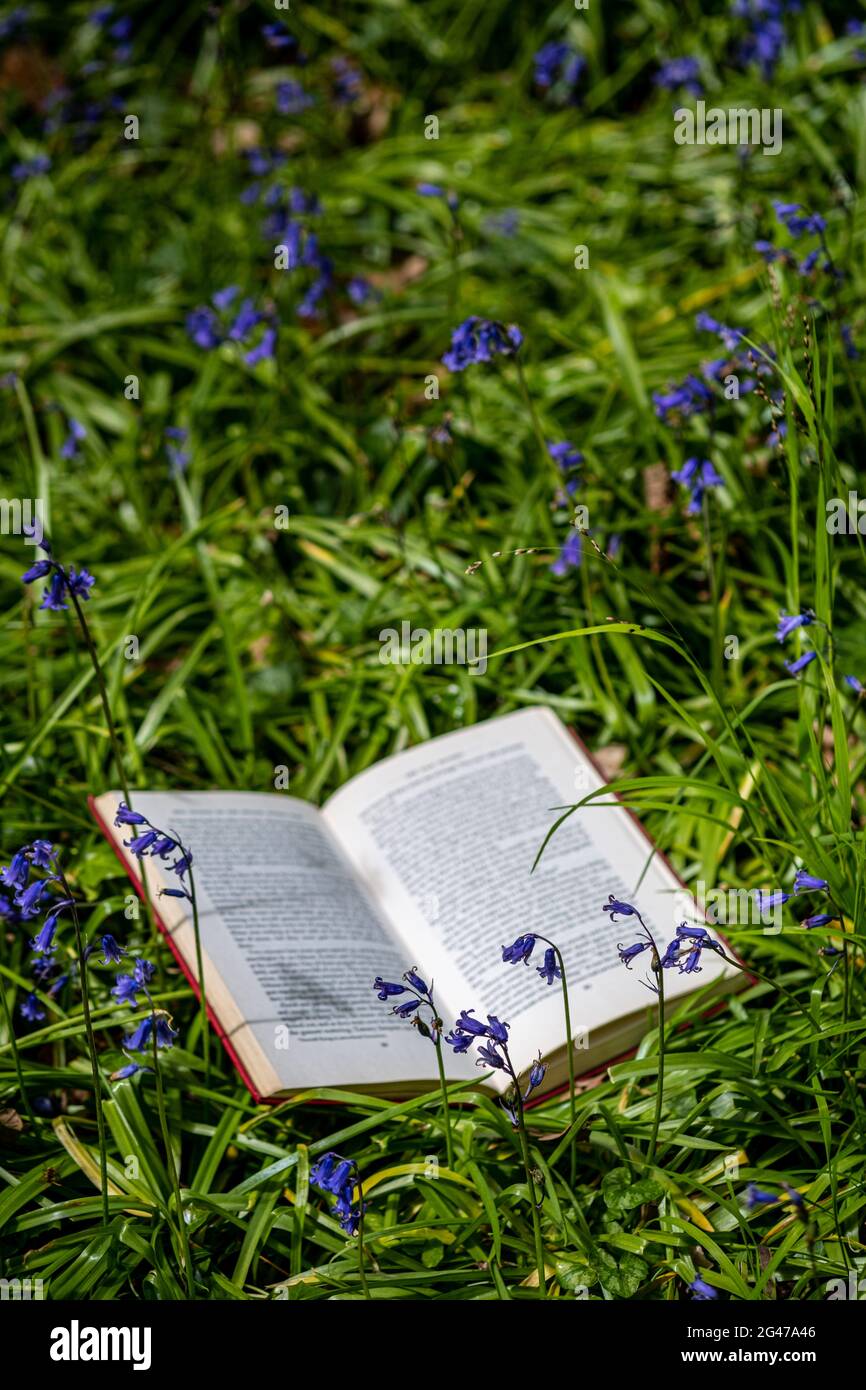 Buch öffnen in einem bluebellten Wald Stockfoto