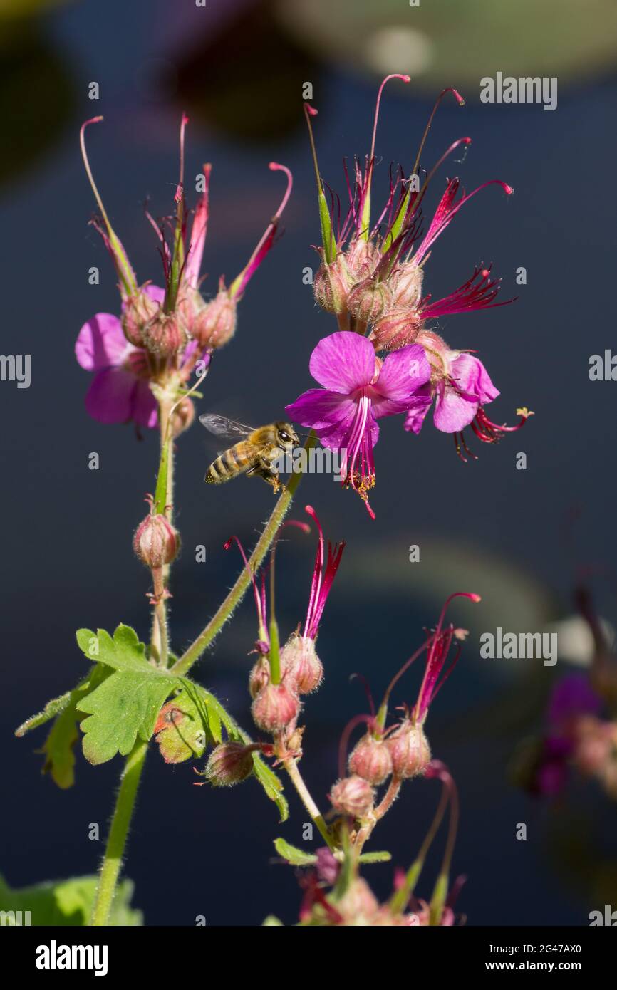 Honigbiene fliegt um die Blüten der bulgarischen Geranie (Geranium macrorrhizum), die an einem Teich mit dunklem Wasser wachsen Stockfoto