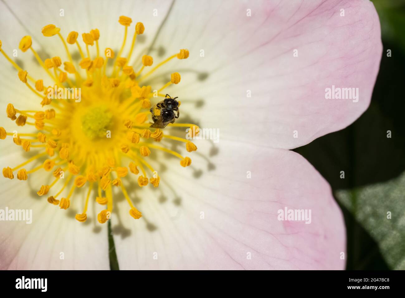 Wildbiene kriecht auf Pollenbeuteln einer Briarrose (Rosa canina) in Makroaufnahme Stockfoto