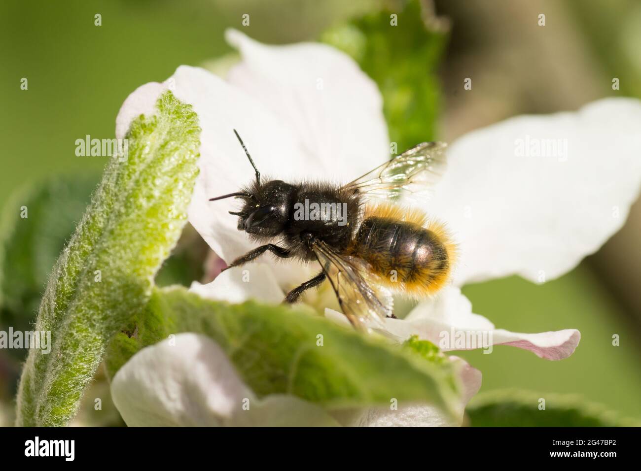 Makrobild einer wilden Biene der Art Europäische Obstbiene (Osmia cornuta), die auf einer Apfelblüte sitzt Stockfoto