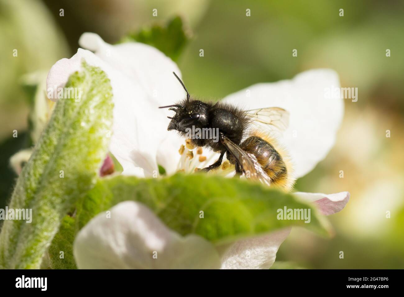 Makrobild einer wilden Biene der Art Europäische Obstbiene (Osmia cornuta), die auf einer Apfelblüte sitzt Stockfoto