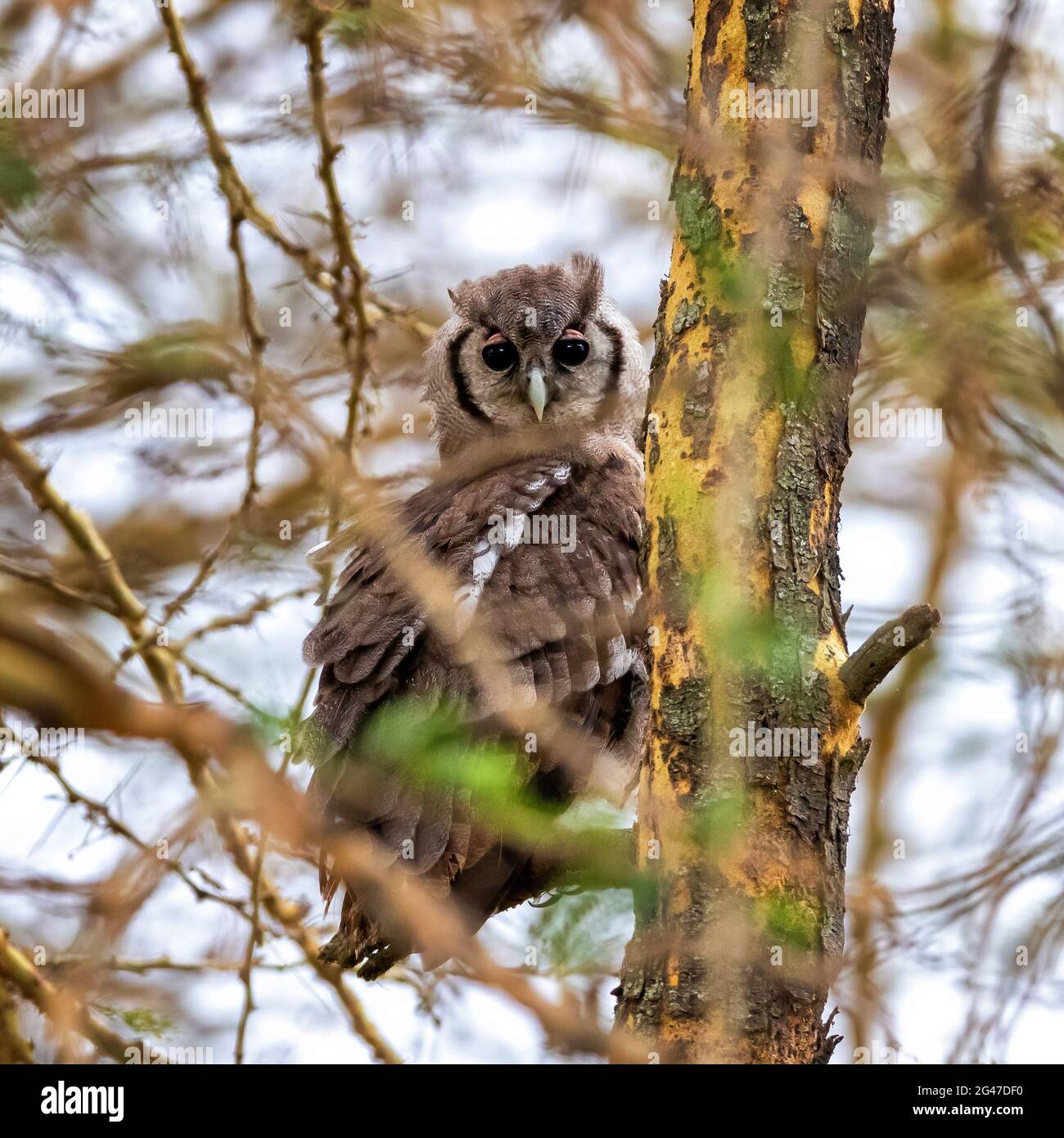 Fev Stockfotos Und Bilder Kaufen Alamy
