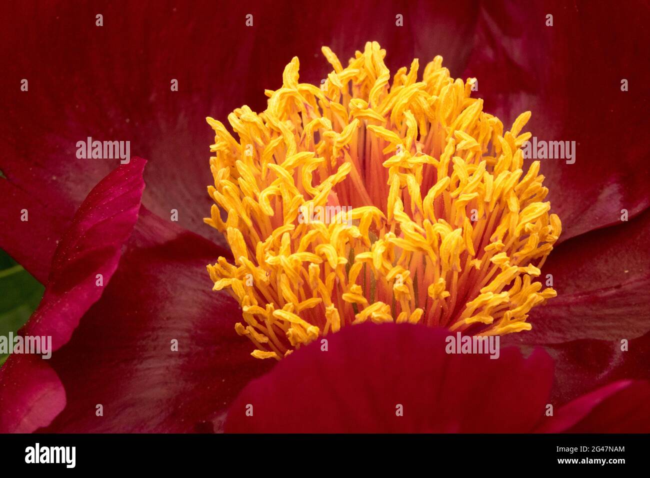 Pfingstrose Maker Blume Paeonia lactiflora rot gelb Zentrum Stockfoto