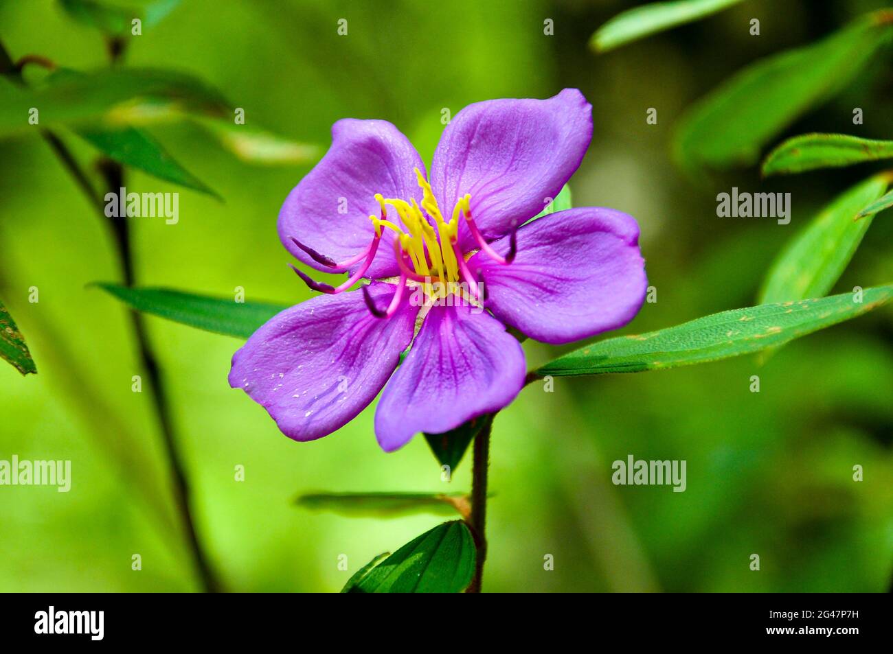 Lila bowitiya Blume im Garten Stockfoto