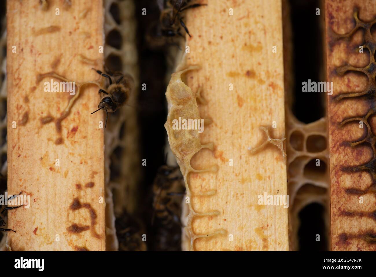Honigbienen (APIs mellifera) auf einem alten Brutrahmen Stockfoto