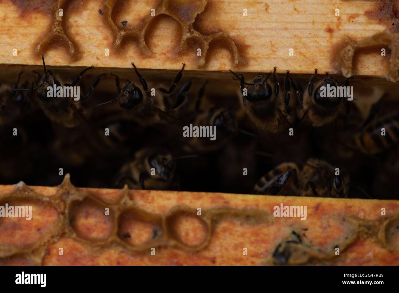 Haltung - Honigbienen (APIs mellifera), die aus Rahmen in einem Bienenstock entstehen Stockfoto