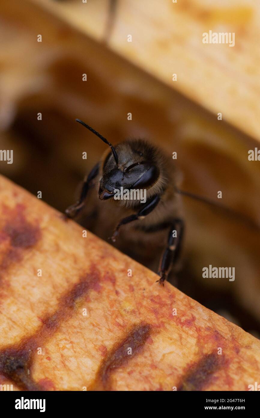 Honigbiene (APIs mellifera) auf einem super Rahmen mit Gesichtsdetails Stockfoto