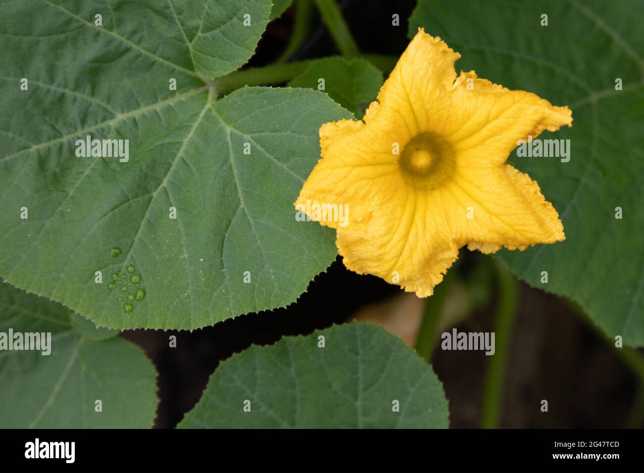 Winter Squash Pflanze in Blüte Stockfoto