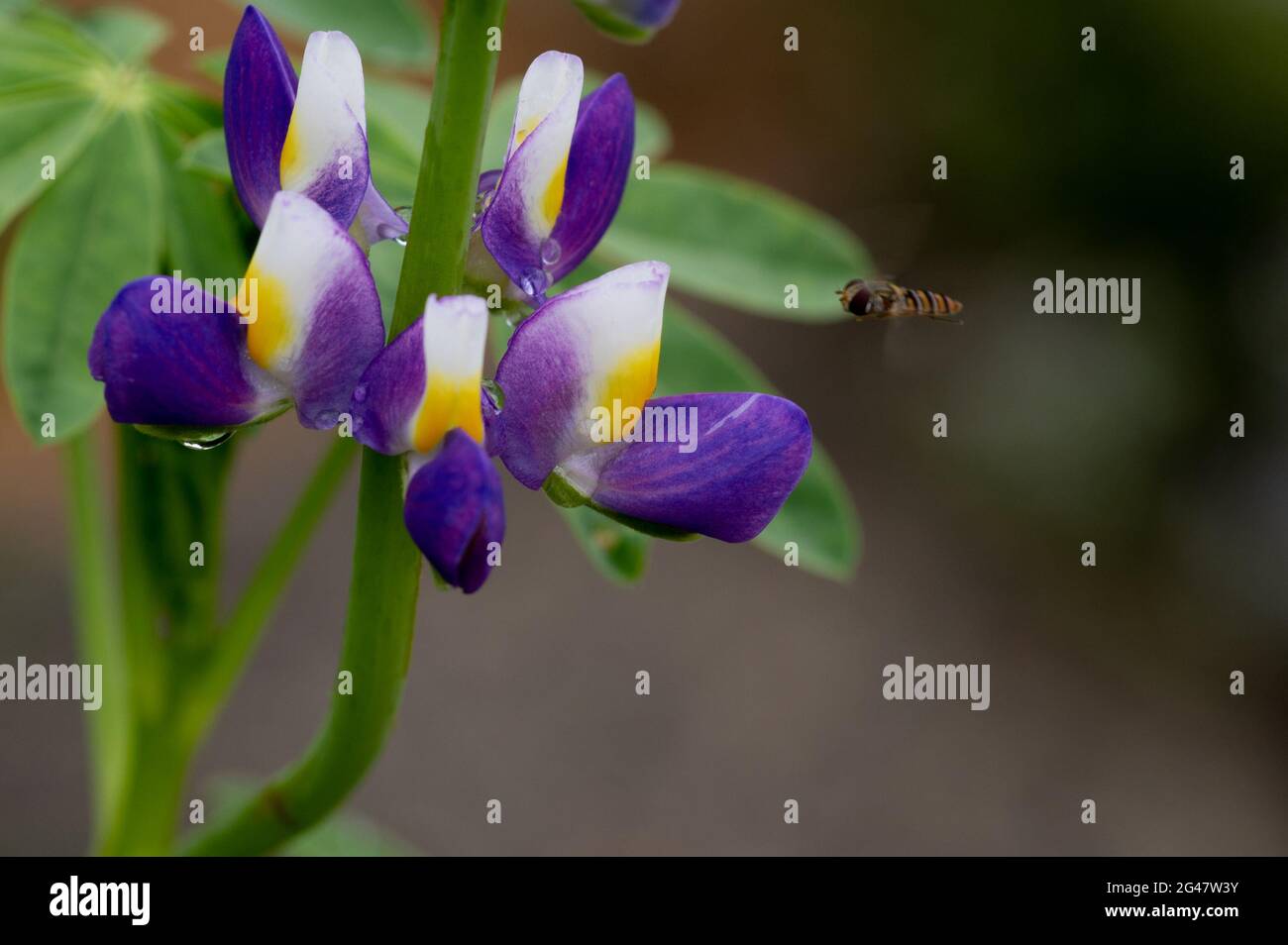 Schwebfliege nähert sich einer Lupine Stockfoto