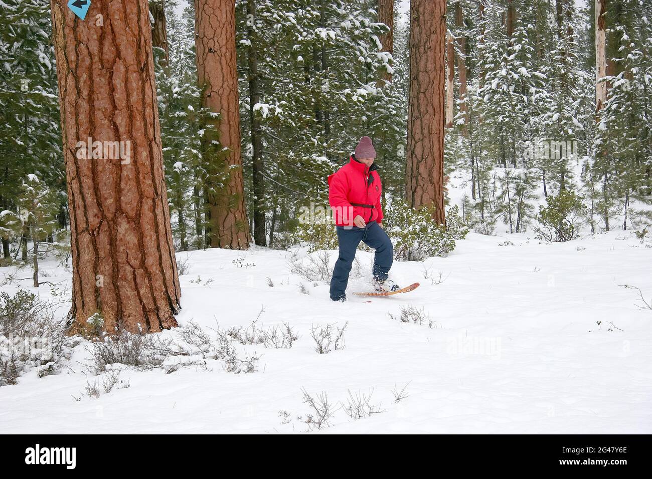 Ein Mann, der mit Schneeschuhen durch einen Ponderosa-Kiefernwald in der Nähe von Sunriver, Oregon, reist Stockfoto